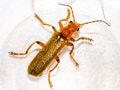 Cantharis pallida